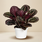 Large Calathea Dottie Live Plant