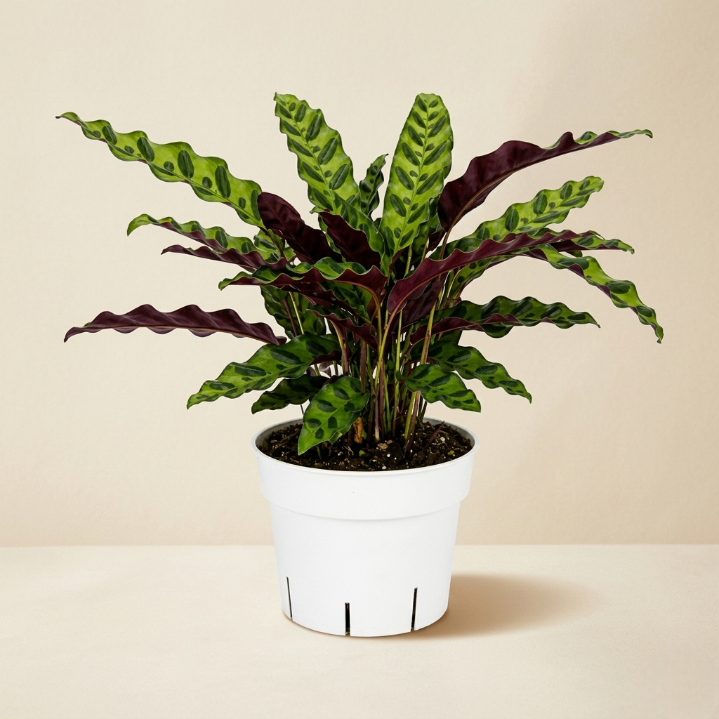 Rattlesnake Calathea Live Plant