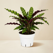 Rattlesnake Calathea Live Plant
