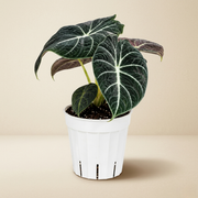 Alocasia Black Velvet Live Plant