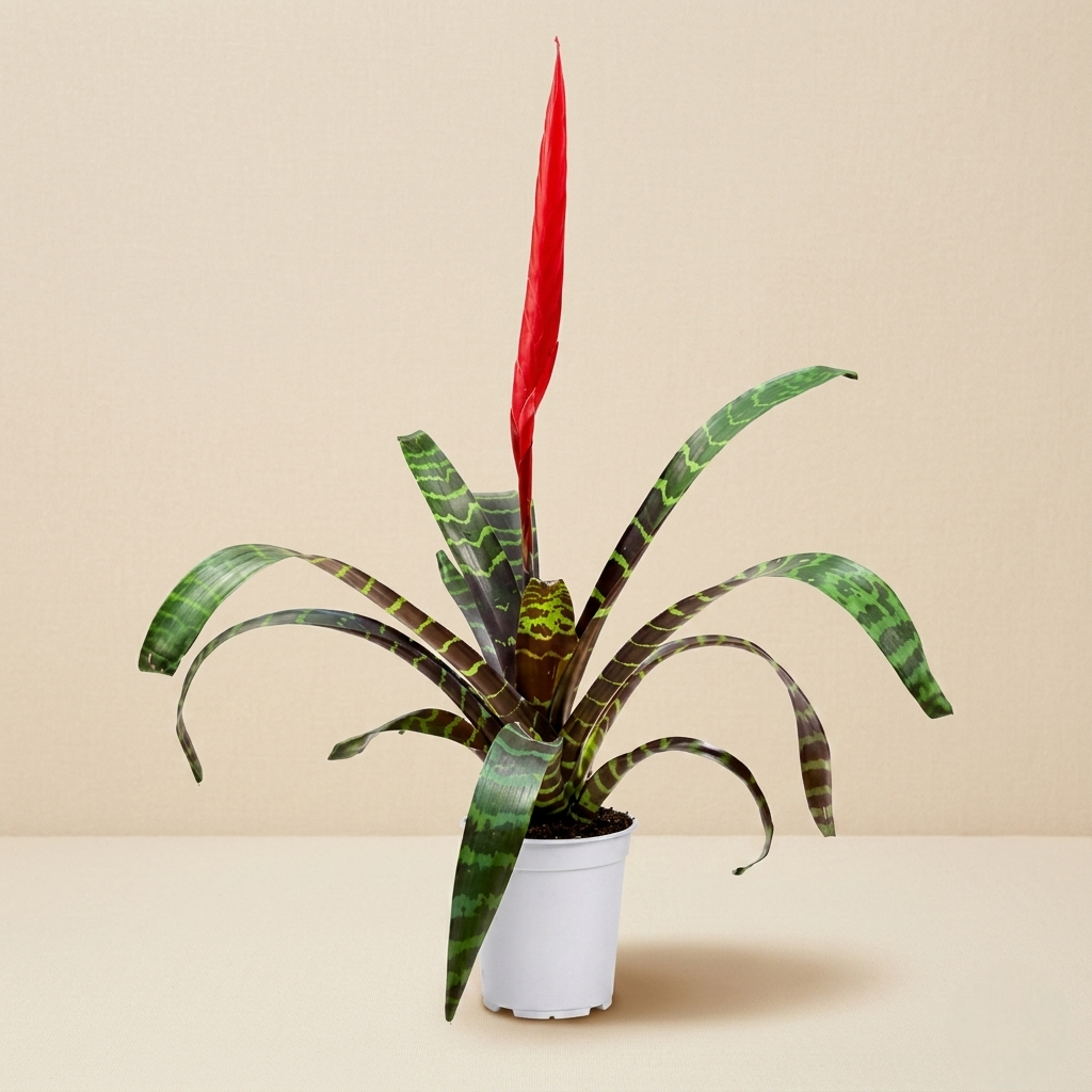 Bromeliad Flaming Sword Live Plant