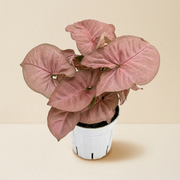 Syngonium Strawberry Live Plant