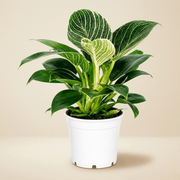 Philodendron Birken Live Plant