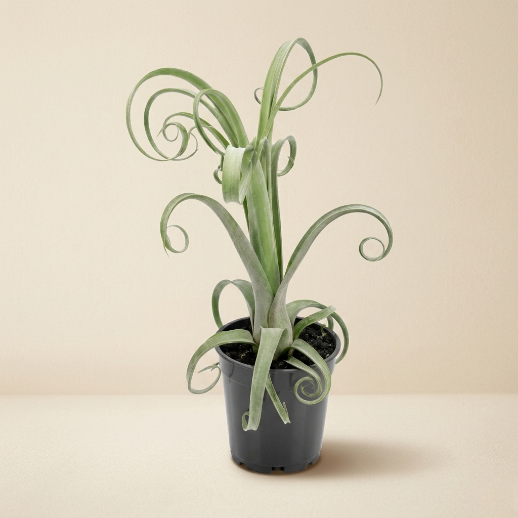 Large Tillandsia Curly Slim Live Air Plant