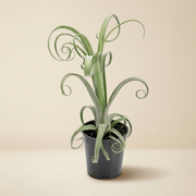 Large Tillandsia Curly Slim Live Air Plant