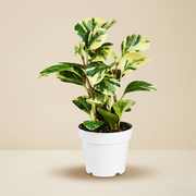 Peperomia Marble Live Plant