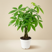 Mini Money Tree Live Plant