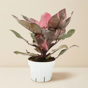 Pink Princess Philodendron Live Plant