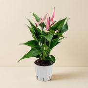 Anthurium Pink Lilli Live Plant