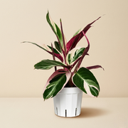 Stromanthe Triostar